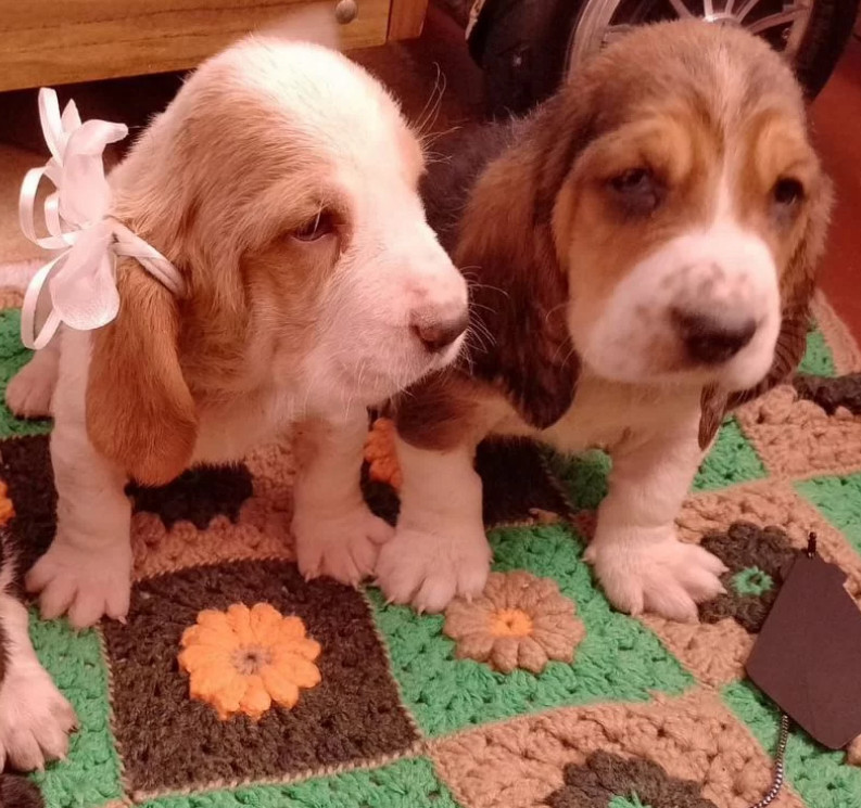 Basset Hound Puppies Looking for a Home in Texas (TX)