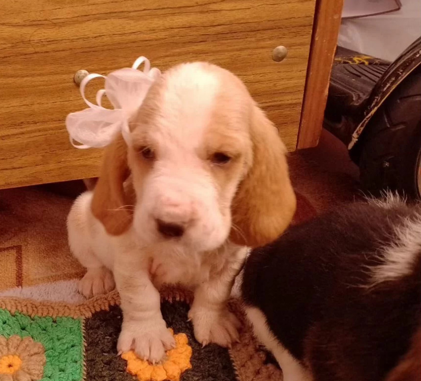 Basset Hound Puppies Looking for a Home in Texas (TX)