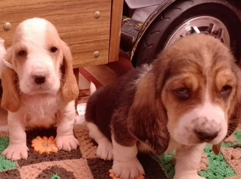 Basset Hound Puppies Looking for a Home in Texas (TX)
