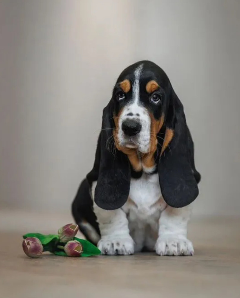 Female Basset Hound Puppy for Sale in Texas (TX)