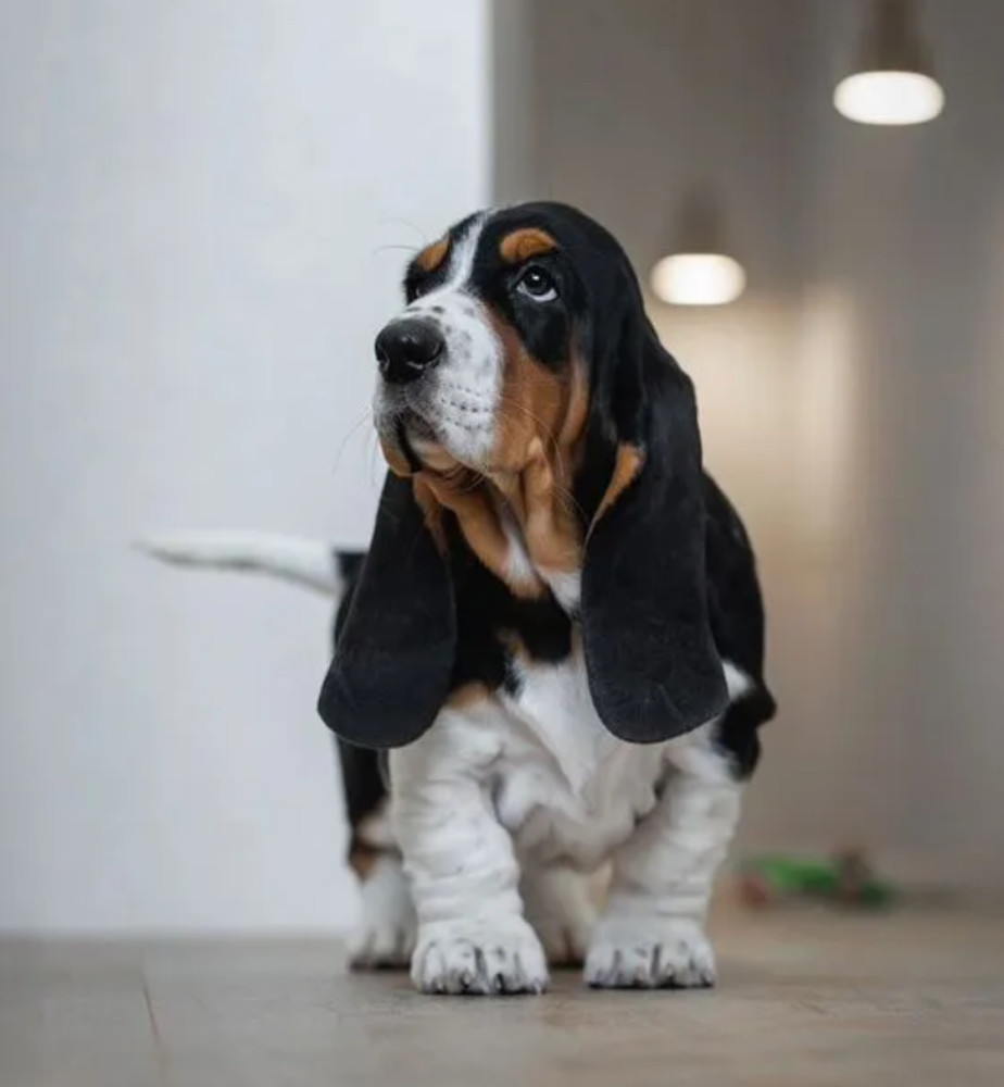 Female Basset Hound Puppy for Sale in Texas (TX)