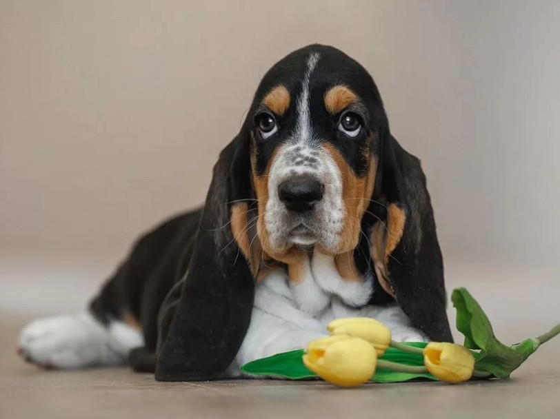 Female Basset Hound Puppy for Sale in Texas (TX)