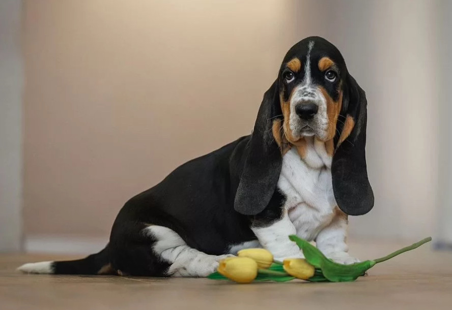 Female Basset Hound Puppy for Sale in Texas (TX)