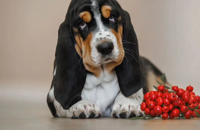 Female Basset Hound Puppy for Sale in Texas (TX)