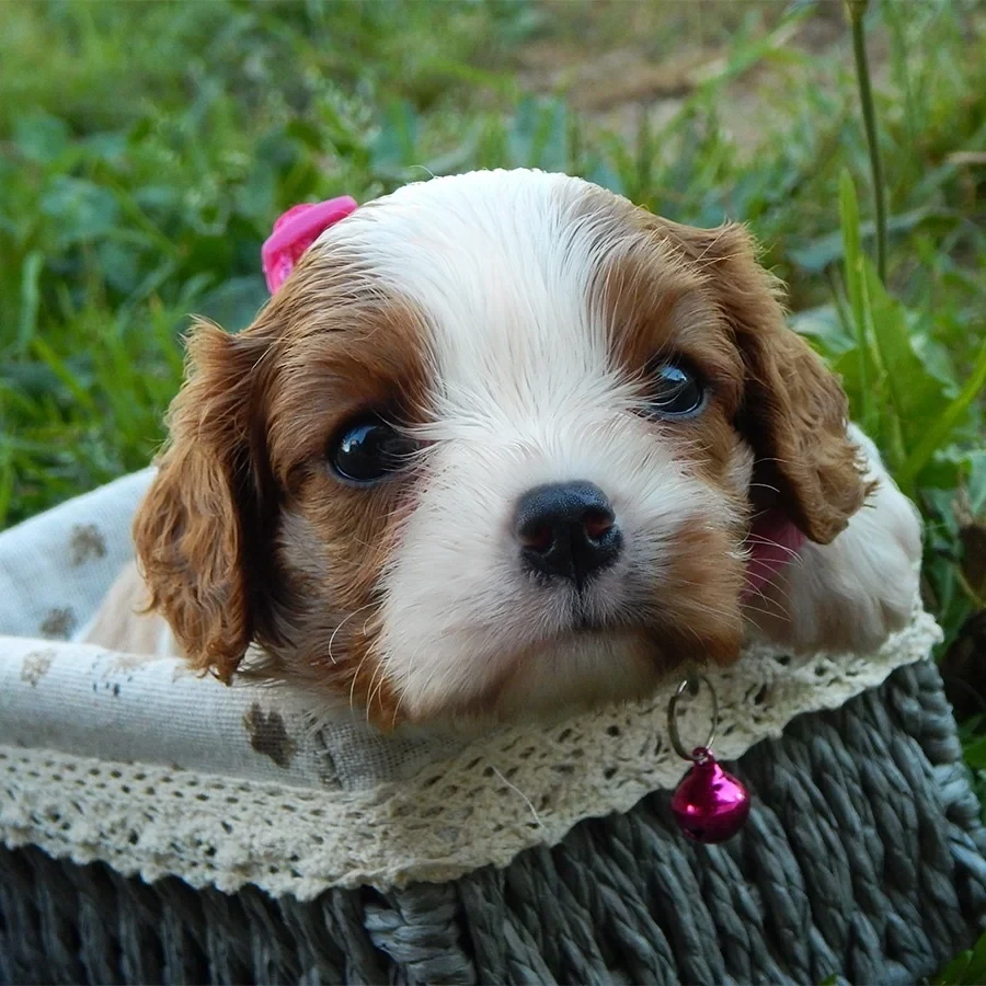 Beautiful Cavalier King Charles Spaniel puppies available for sale!