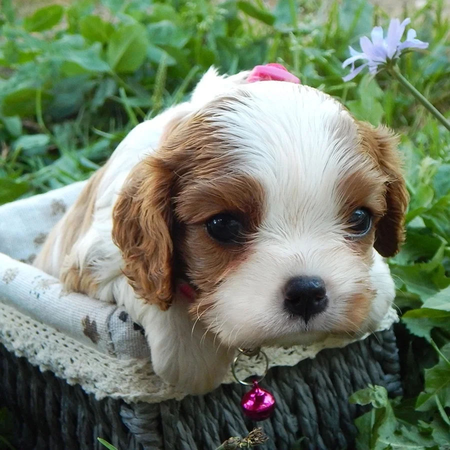 Beautiful Cavalier King Charles Spaniel puppies available for sale!