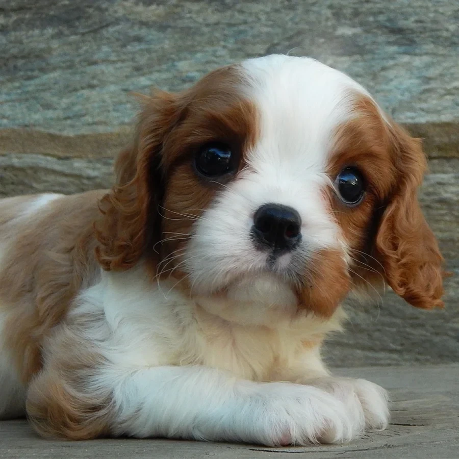 Beautiful Cavalier King Charles Spaniel puppies available for sale!