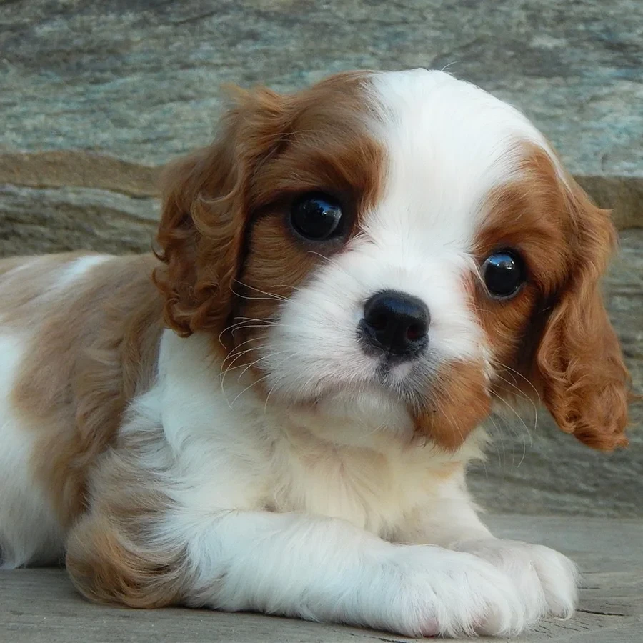 Beautiful Cavalier King Charles Spaniel puppies available for sale!