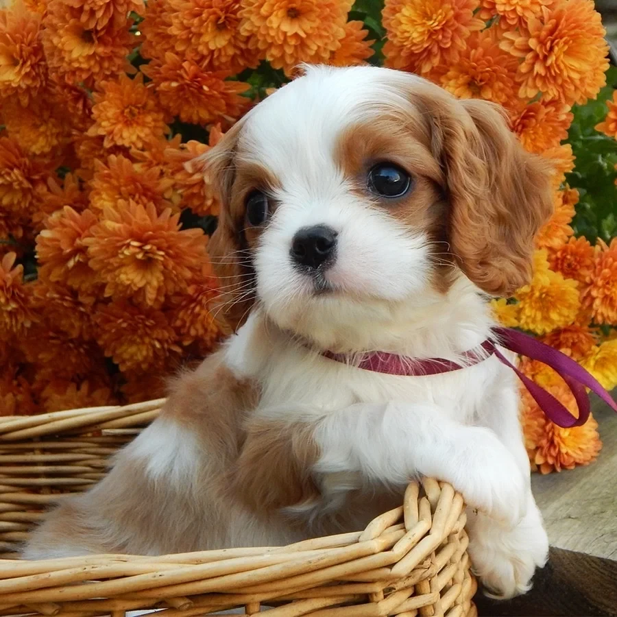 Beautiful Cavalier King Charles Spaniel puppies available for sale!