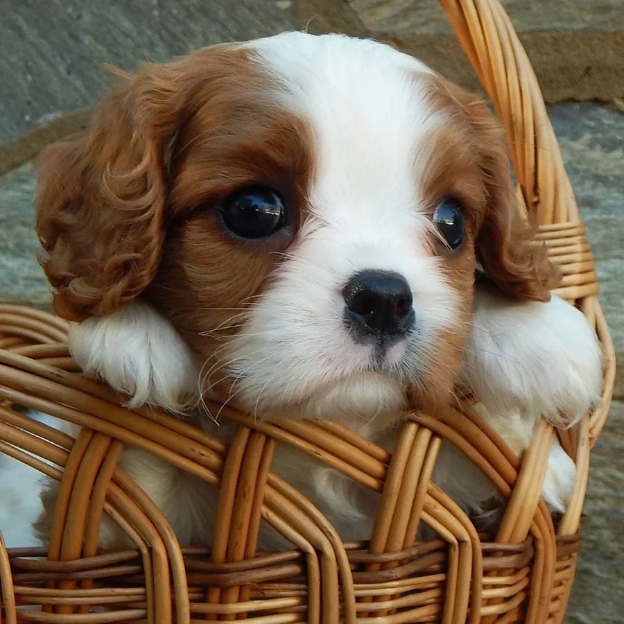Beautiful Cavalier King Charles Spaniel puppies available for sale!