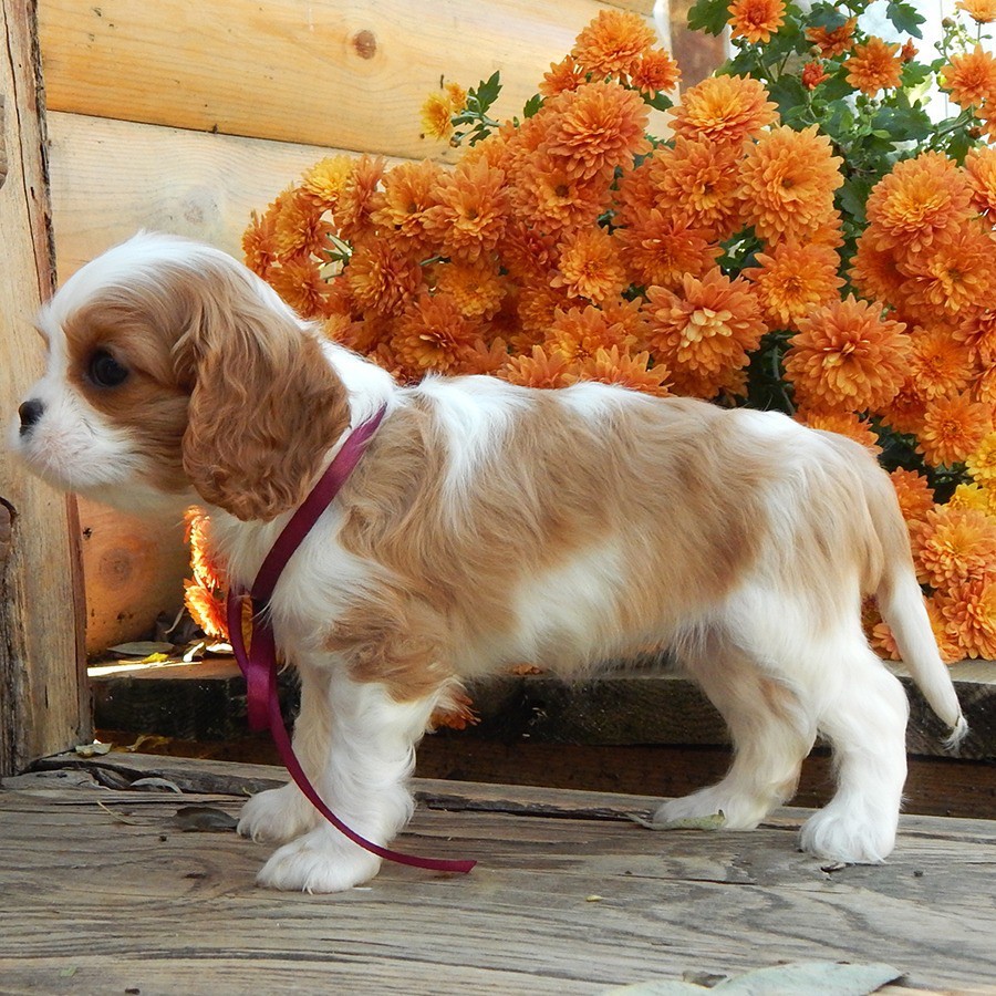 Beautiful Cavalier King Charles Spaniel puppies available for sale!