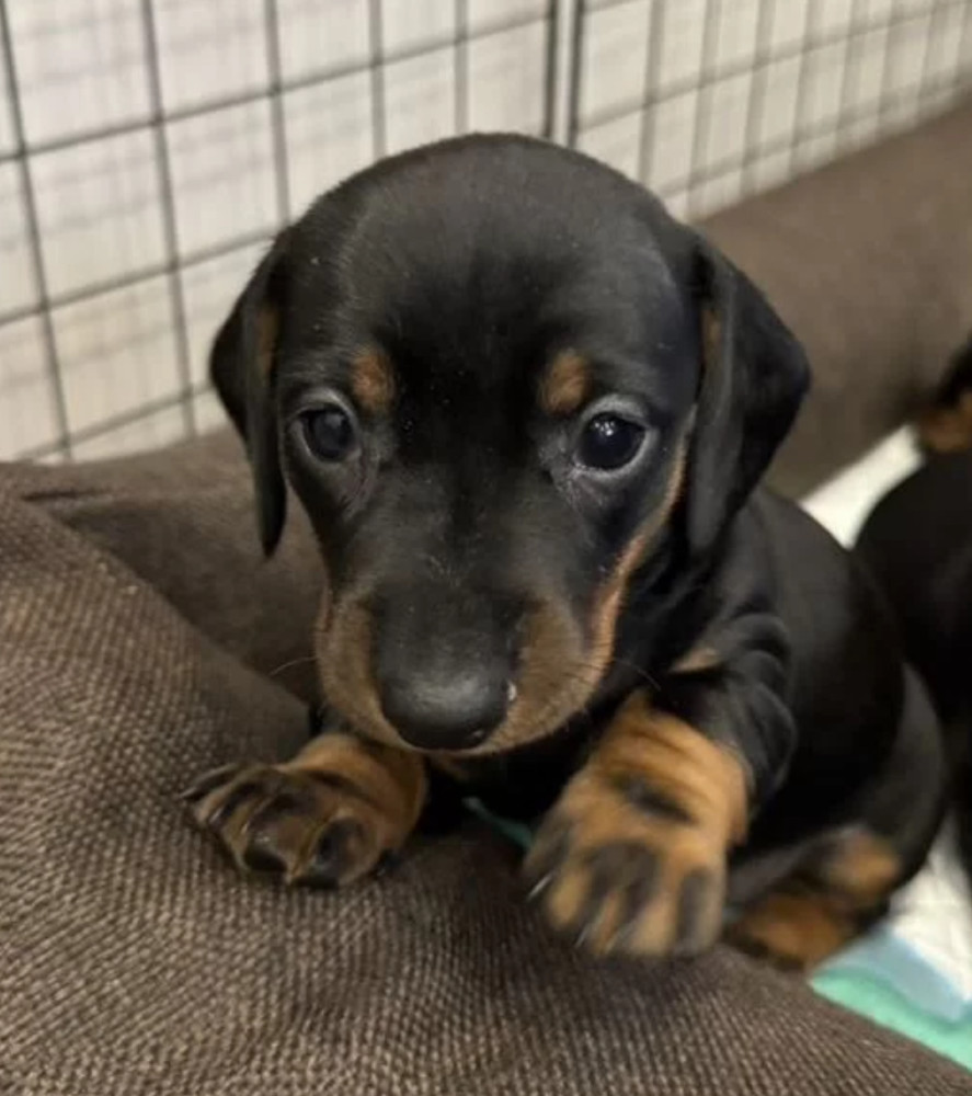 Dachshund Puppies for Sale in Texas (TX)
