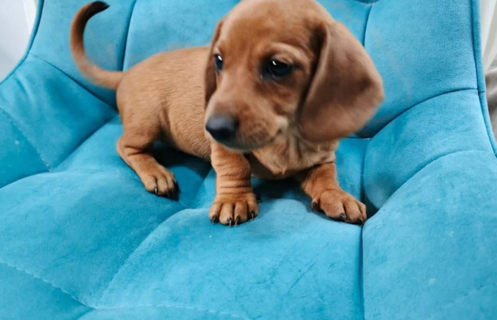 Dachshund Girl for Sale in New York (NY)