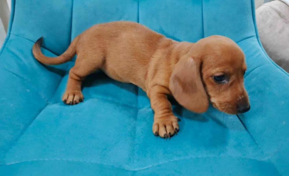 Dachshund Girl for Sale in New York (NY)