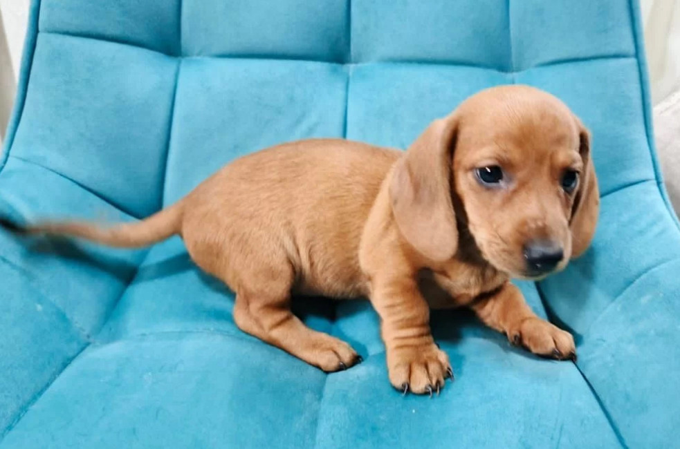 Dachshund Girl for Sale in New York (NY)