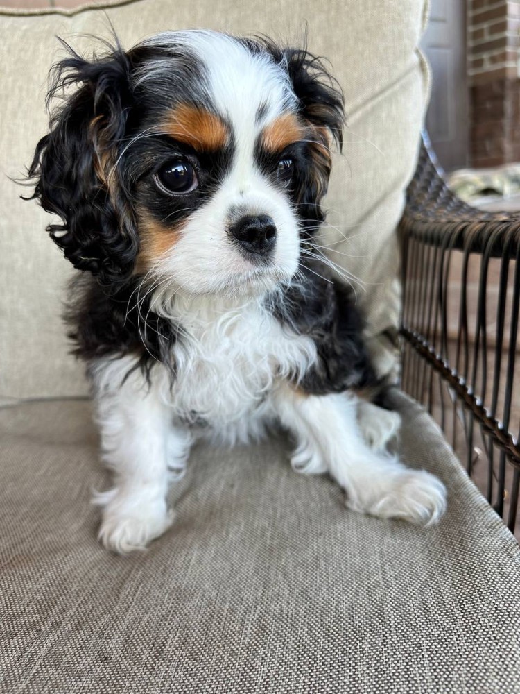 Beautiful boy for sale Cavalier King Charles Spaniel