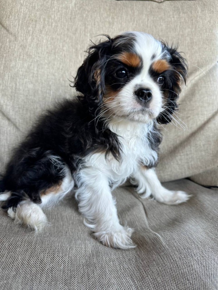 Beautiful boy for sale Cavalier King Charles Spaniel