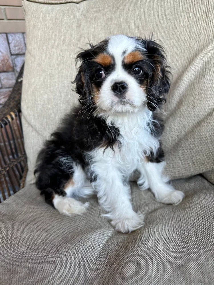 Beautiful boy for sale Cavalier King Charles Spaniel