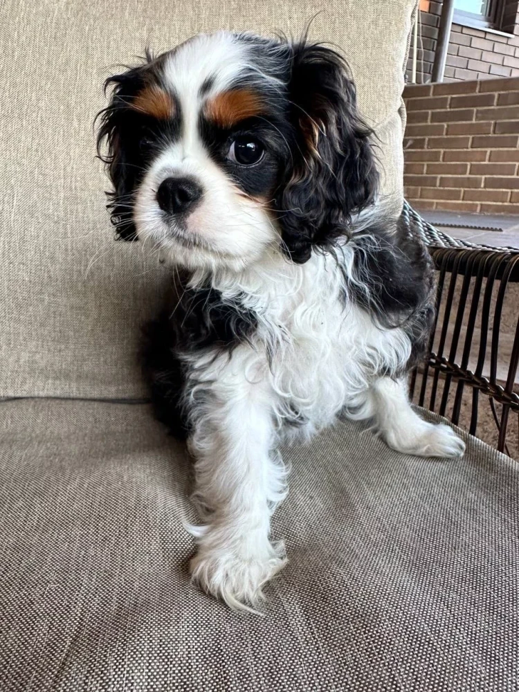 Beautiful boy for sale Cavalier King Charles Spaniel