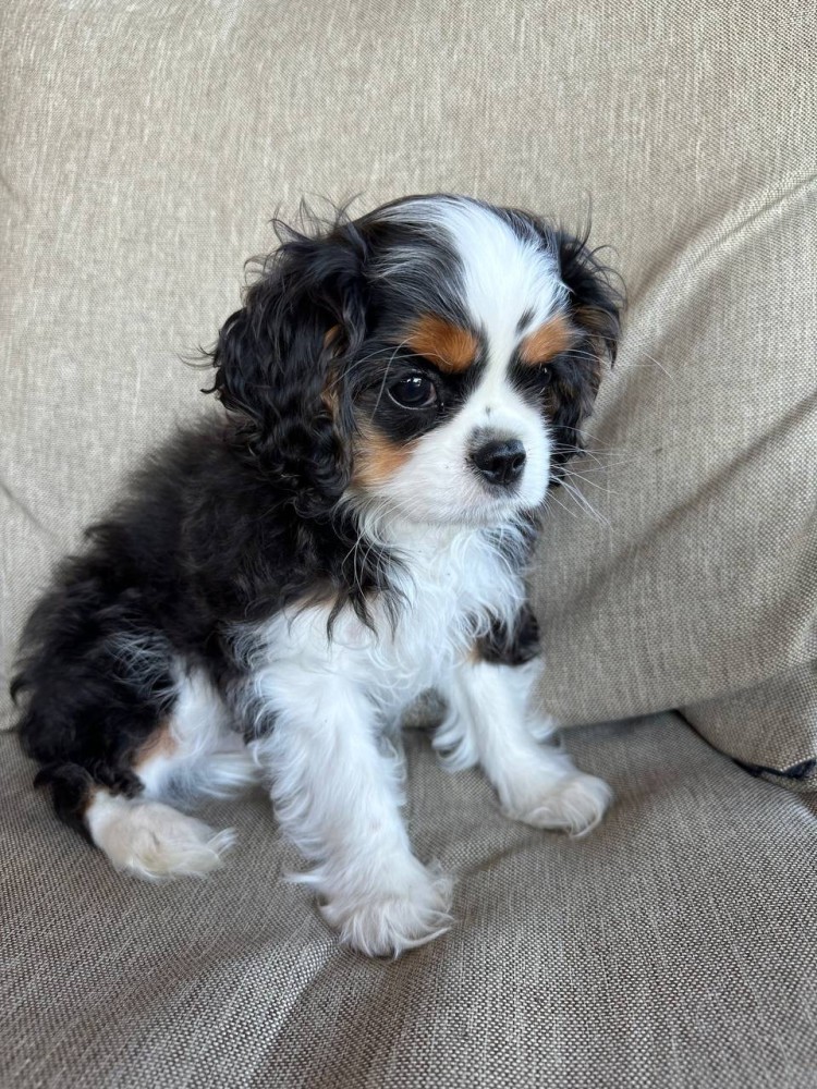 Beautiful boy for sale Cavalier King Charles Spaniel