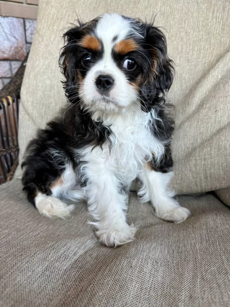 Beautiful boy for sale Cavalier King Charles Spaniel