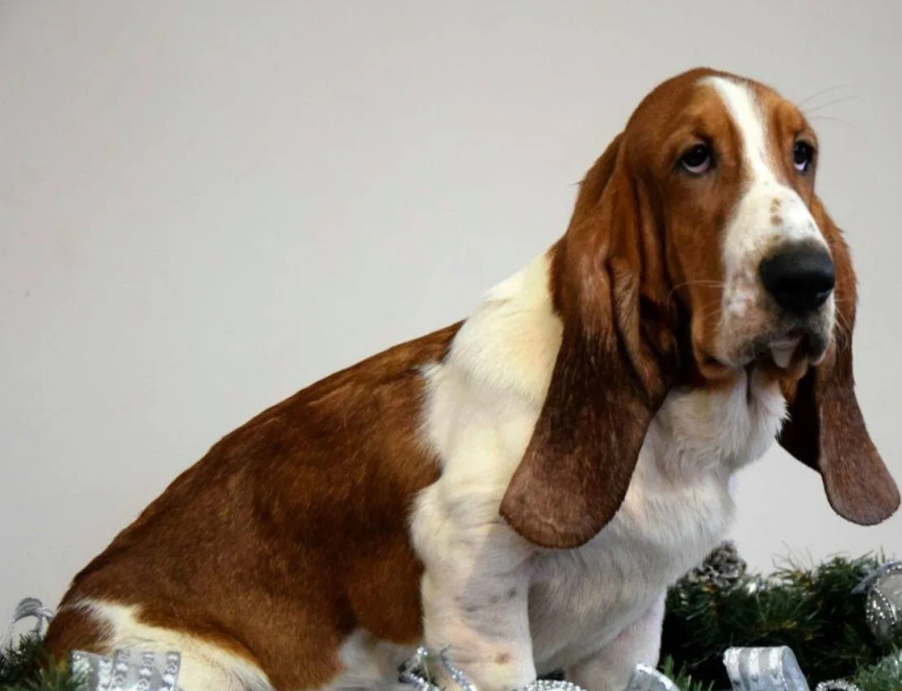 Basset Hound Puppy for Adoption in Texas (TX)