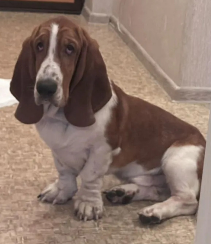 Basset Hound Puppy for Adoption in Texas (TX)