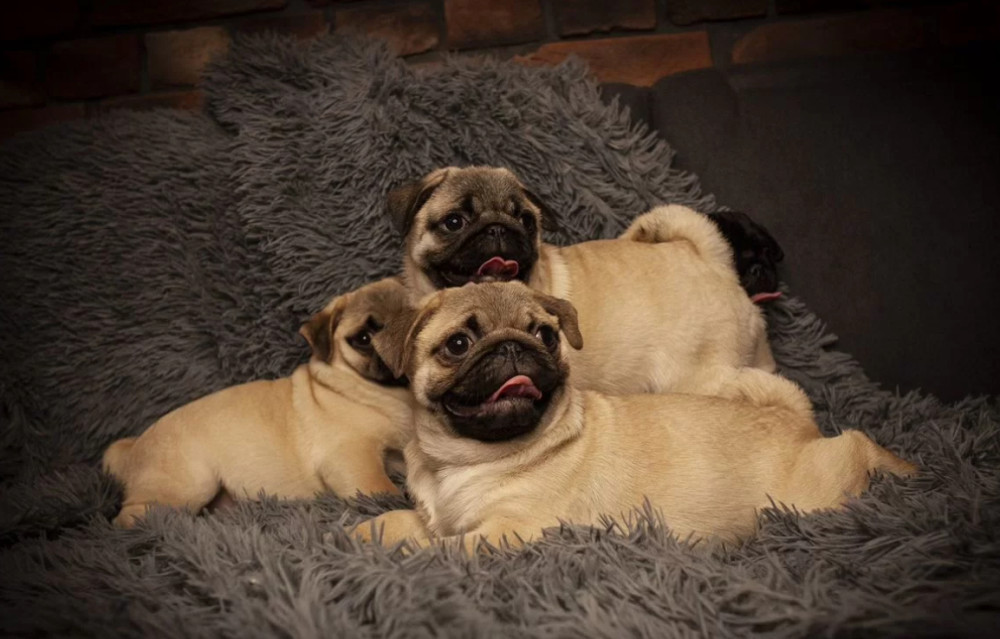 Pug Puppies for Sale in Texas (TX)