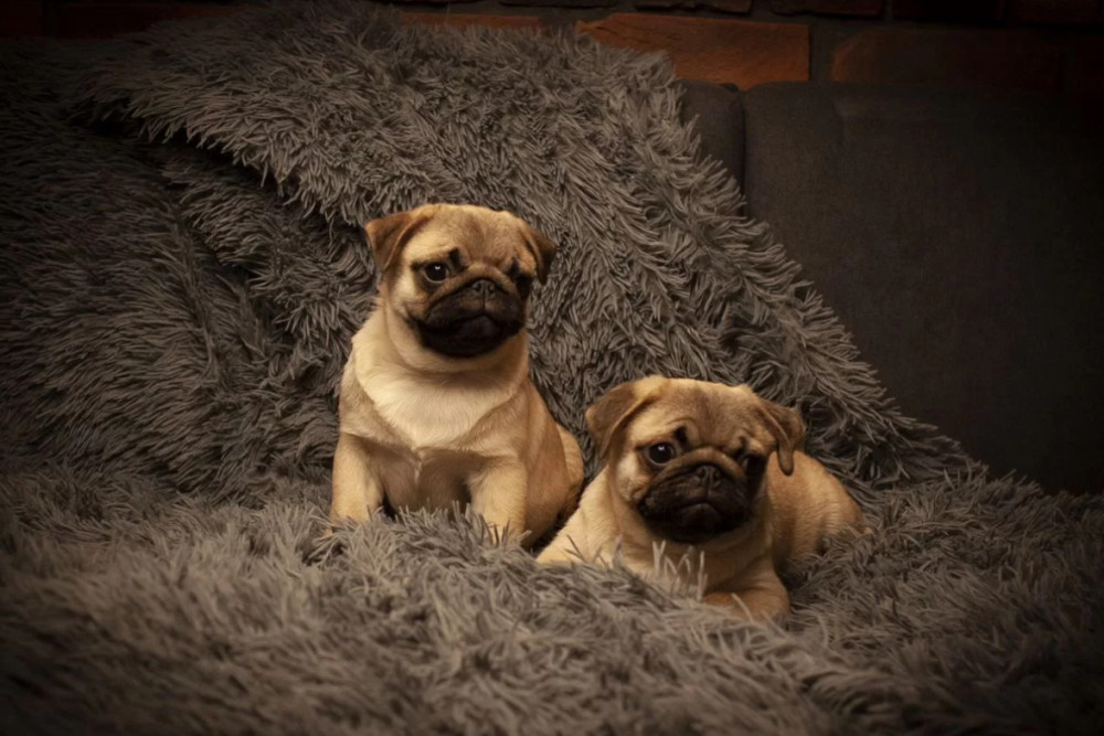 Pug Puppies for Sale in Texas (TX)