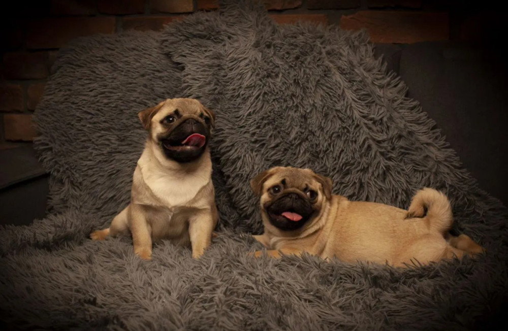 Pug Puppies for Sale in Texas (TX)