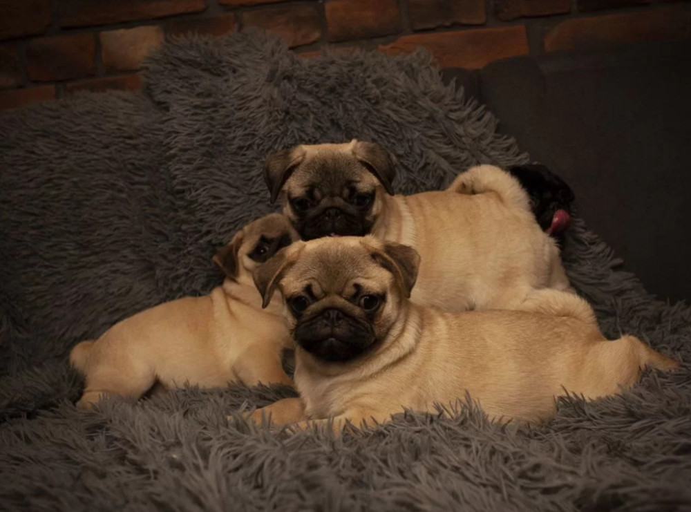 Pug Puppies for Sale in Texas (TX)