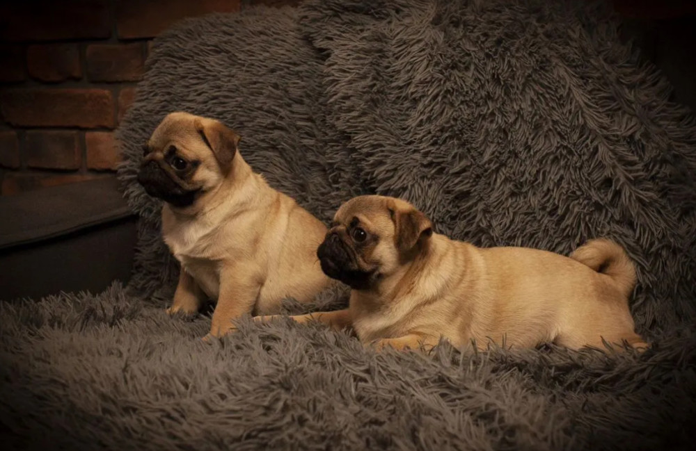 Pug Puppies for Sale in Texas (TX)