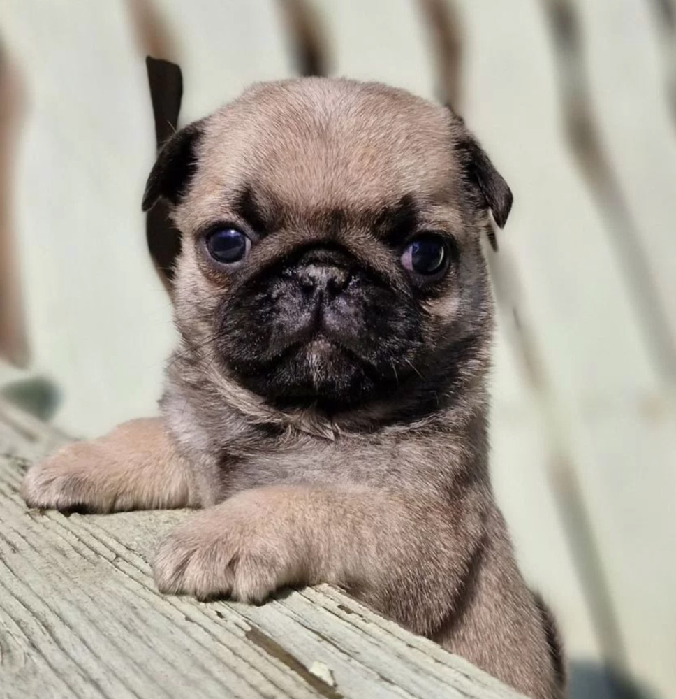 Female Pug Puppy Looking for a Home in Detroit (MI)