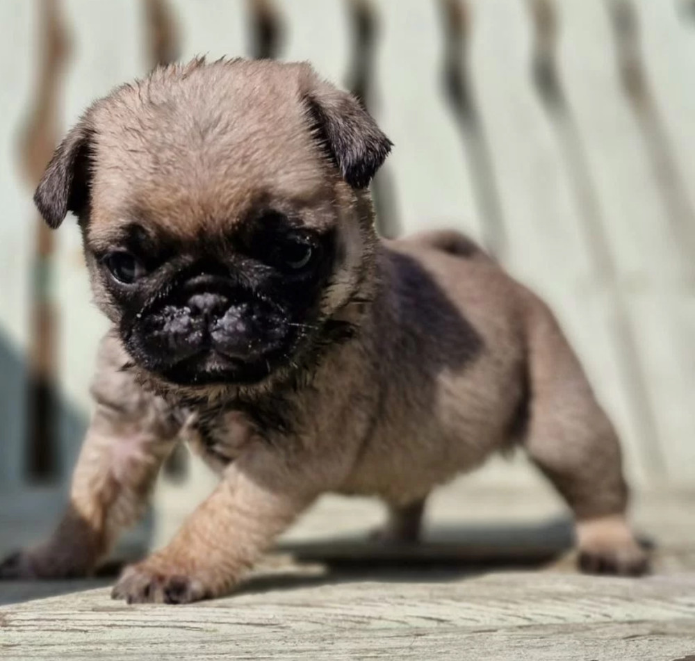 Female Pug Puppy Looking for a Home in Detroit (MI)