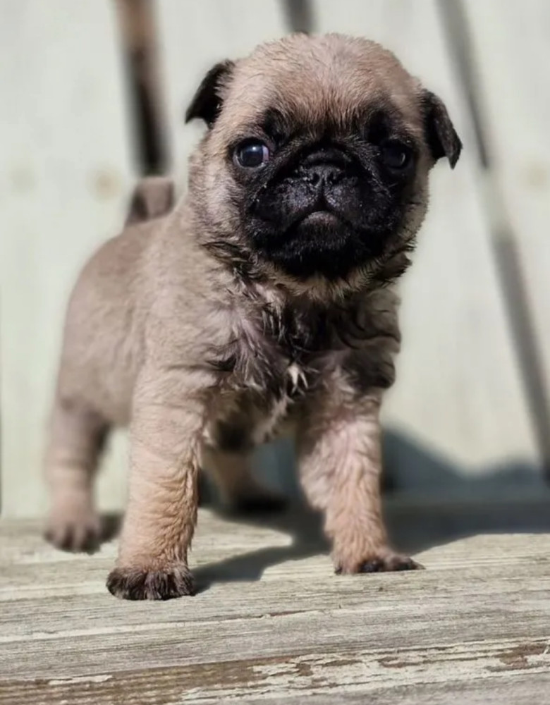 Female Pug Puppy Looking for a Home in Detroit (MI)