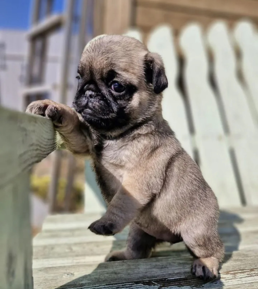 Female Pug Puppy Looking for a Home in Detroit (MI)