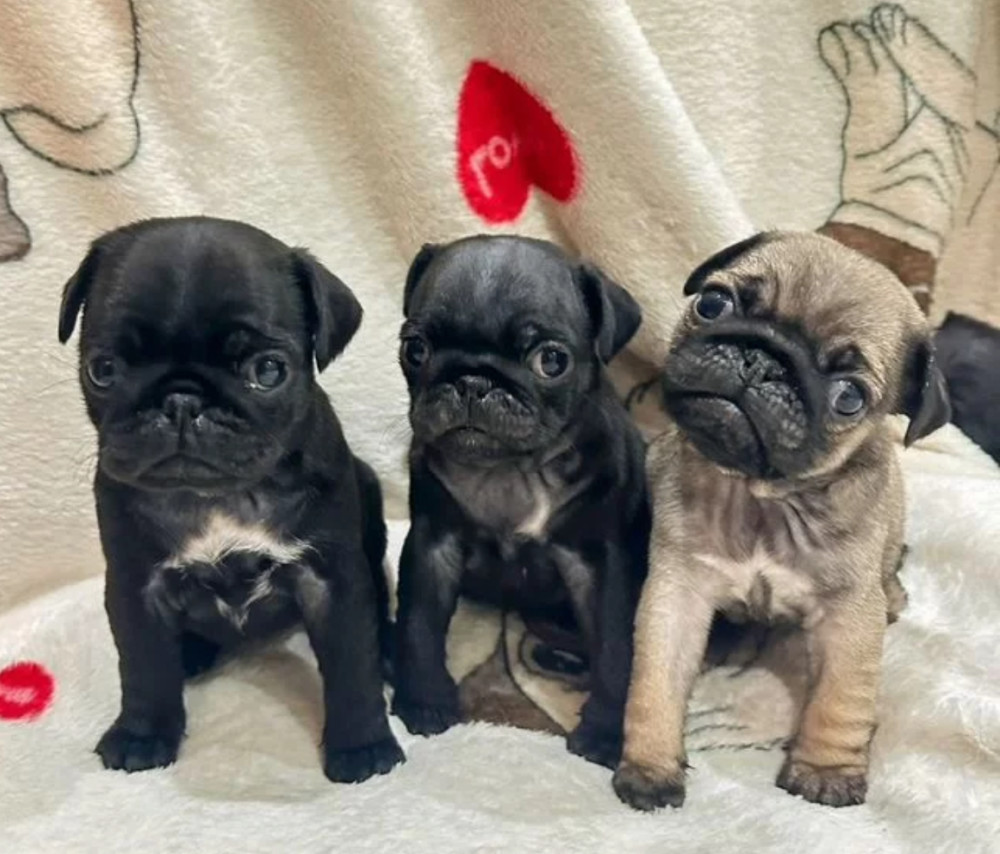 Pug Puppies for Sale in Philadelphia (PA)