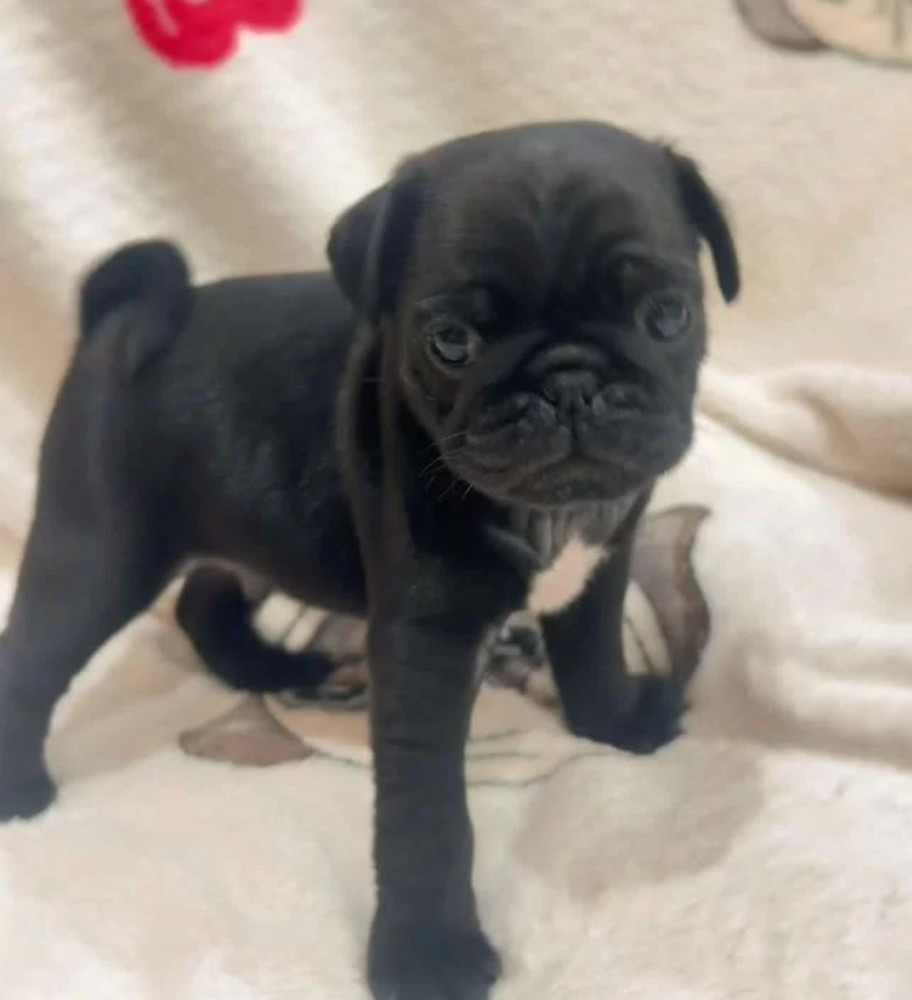Pug Puppies for Sale in Philadelphia (PA)