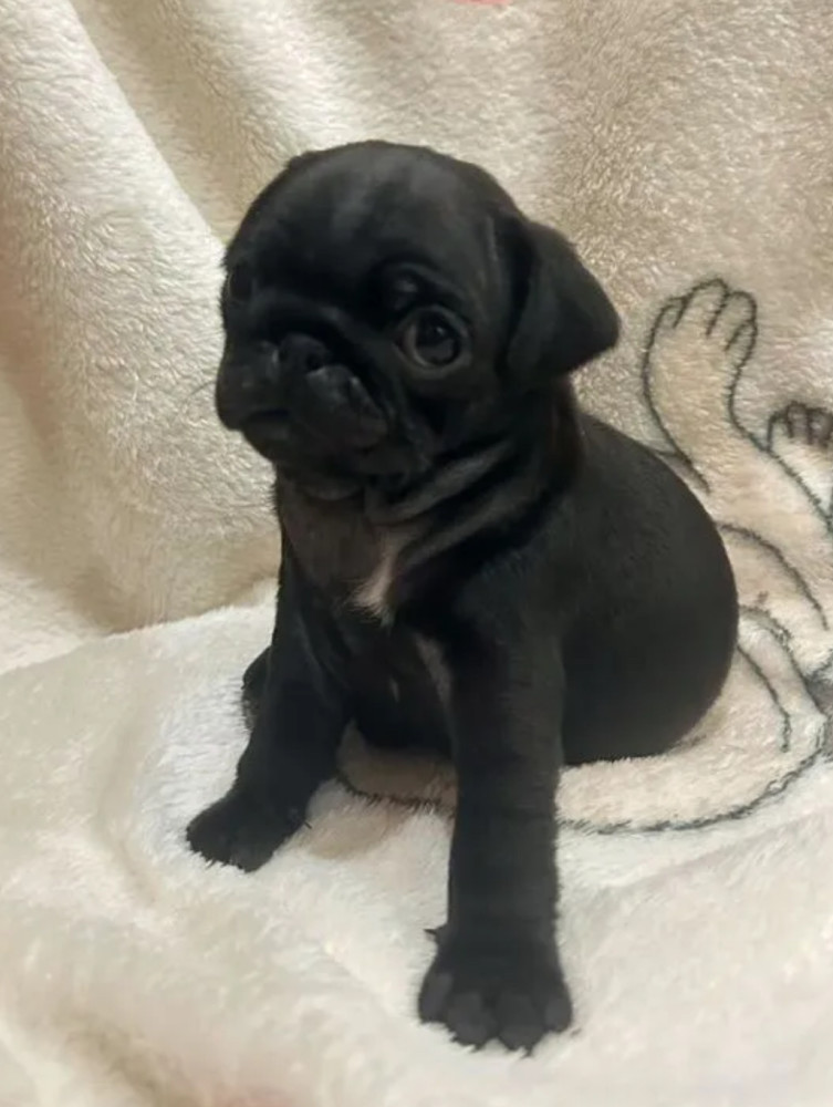Pug Puppies for Sale in Philadelphia (PA)