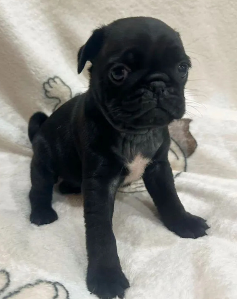Pug Puppies for Sale in Philadelphia (PA)