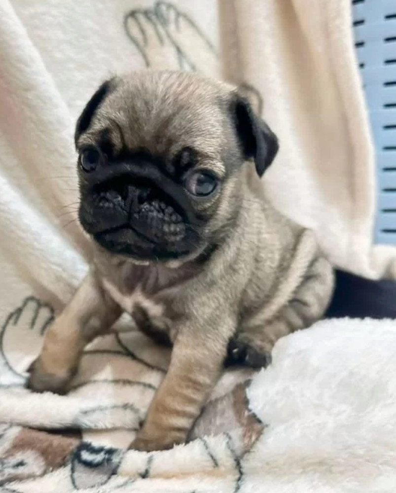 Pug Puppies for Sale in Philadelphia (PA)