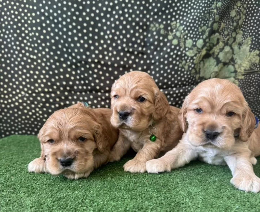 Beautiful Cocker Spaniel Puppies for Sale in Michigan (MI)