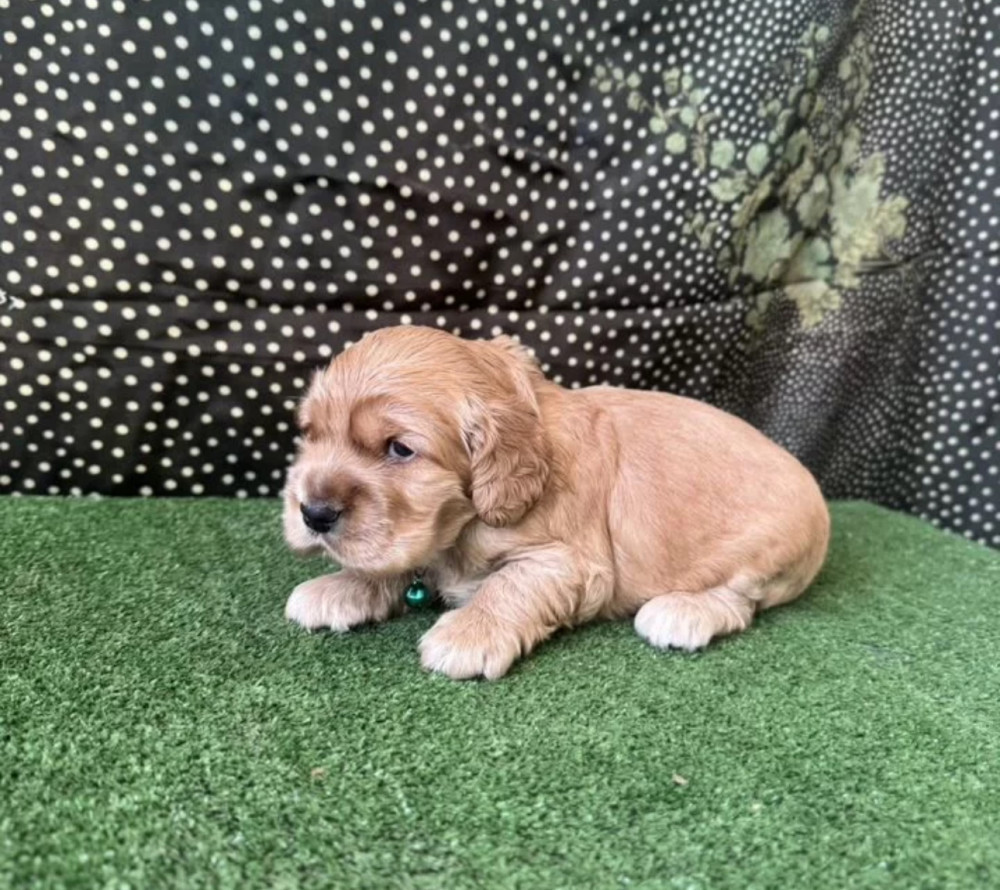 Beautiful Cocker Spaniel Puppies for Sale in Michigan (MI)
