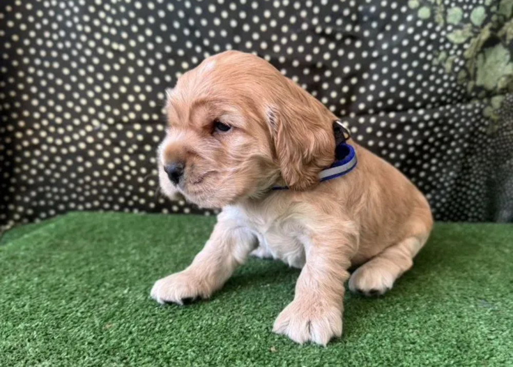 Beautiful Cocker Spaniel Puppies for Sale in Michigan (MI)