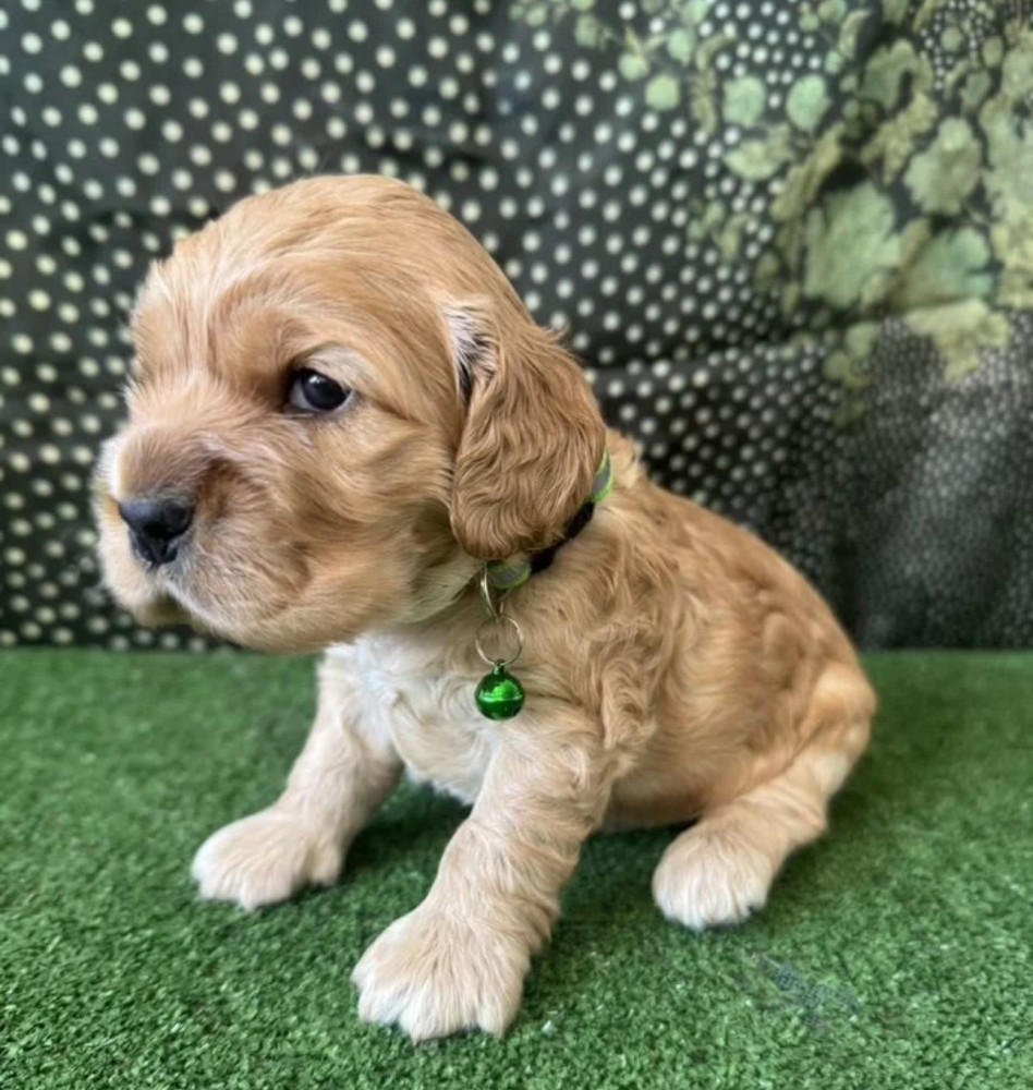 Beautiful Cocker Spaniel Puppies for Sale in Michigan (MI)