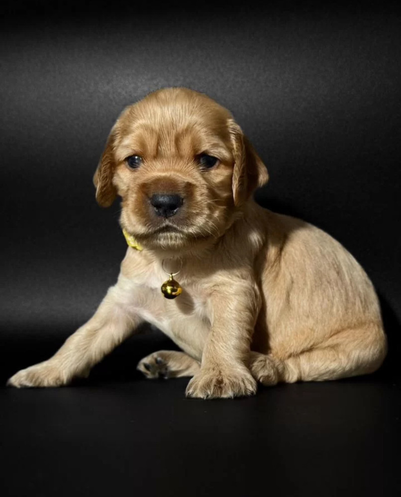 Female Cocker Spaniel Puppy Looking for a Home in New York (NY)