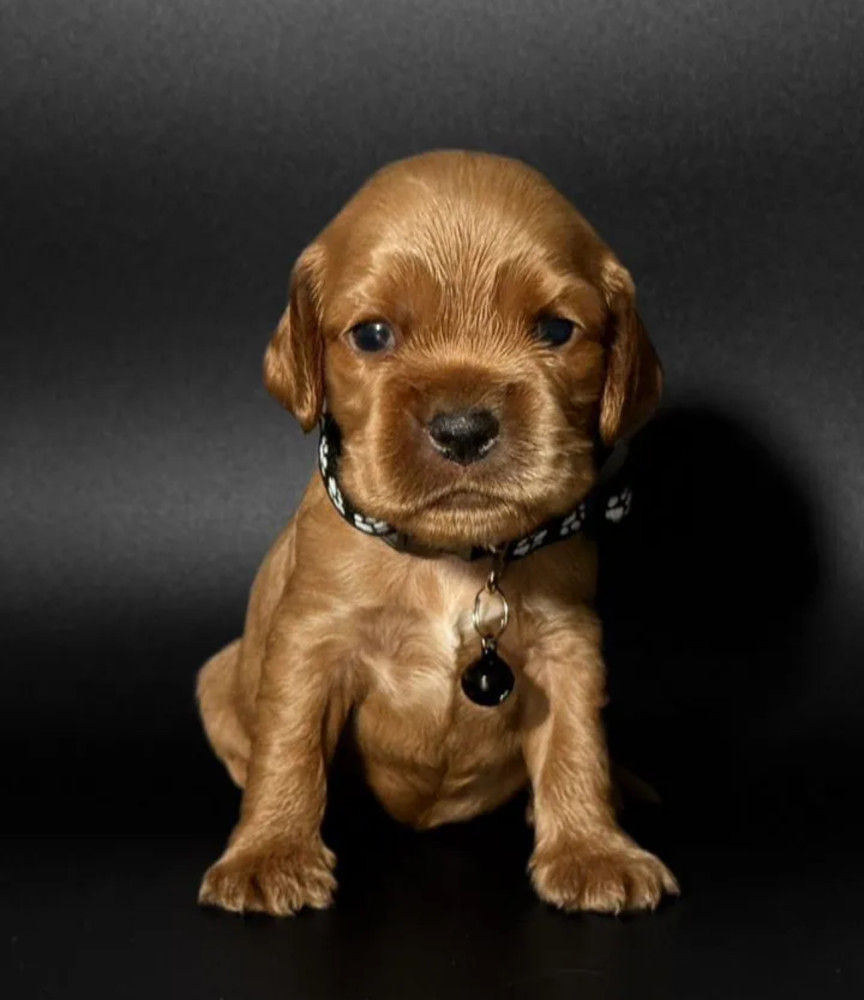 Female Cocker Spaniel Puppy Looking for a Home in New York (NY)