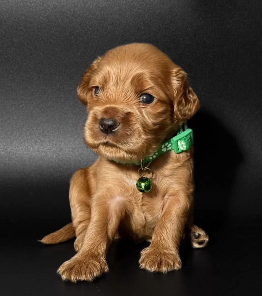 Female Cocker Spaniel Puppy Looking for a Home in New York (NY)