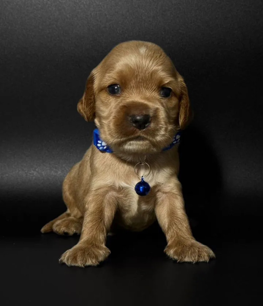 Female Cocker Spaniel Puppy Looking for a Home in New York (NY)