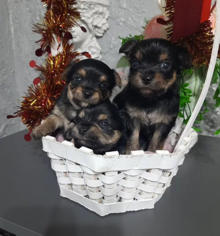 Yorkshire Terrier Puppies for Sale in Florida (FL)
